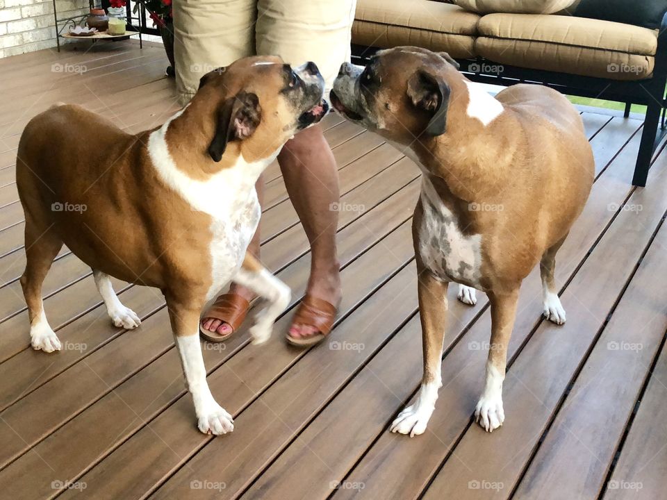 Two Boxers