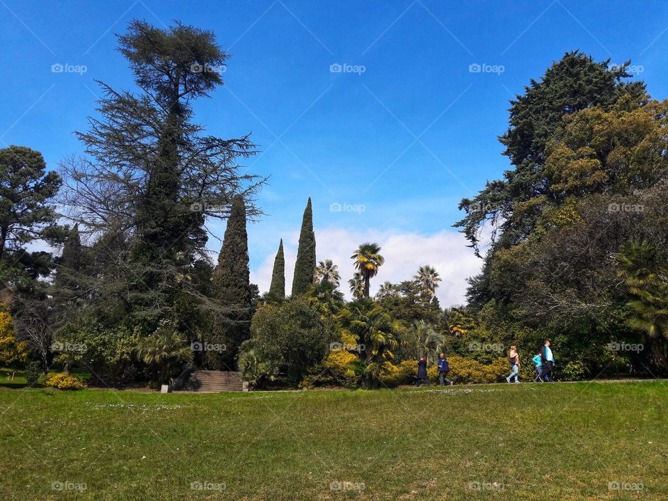 Spring flowers wild nature greens outdoor plant flower beauty