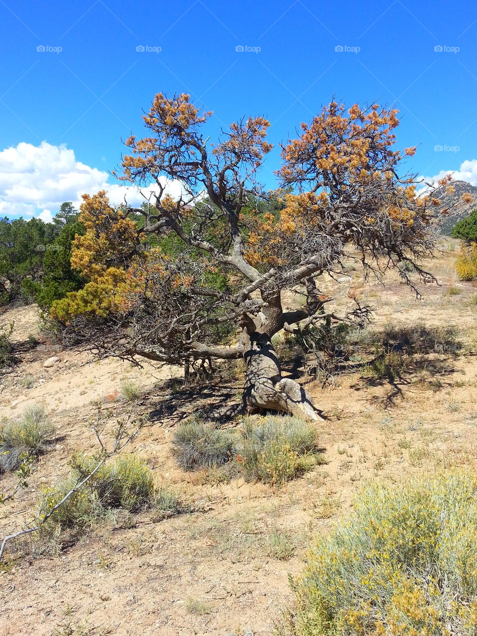 Pinon Tree