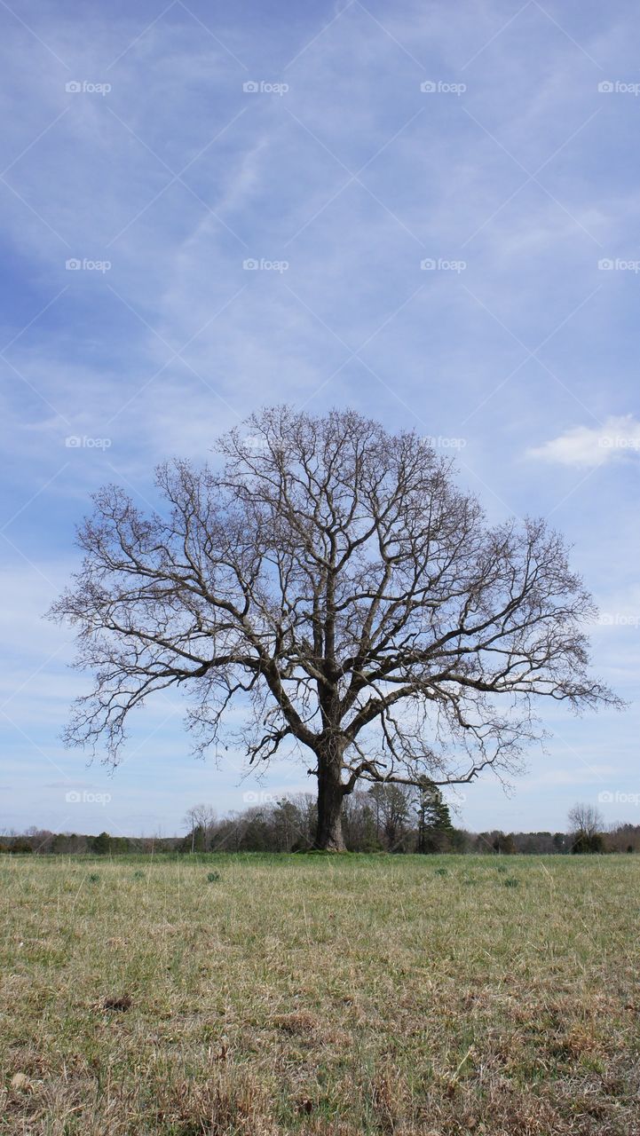 Lonely tree on field