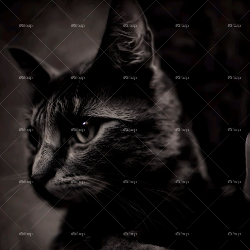 candid with my kitty