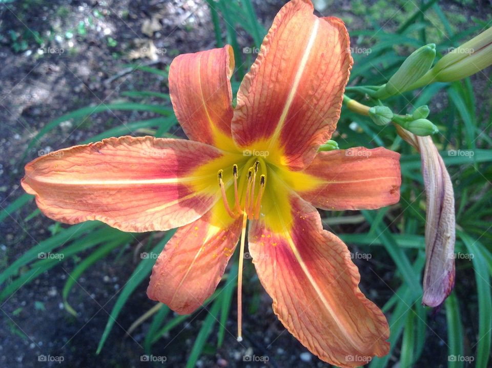 Orange tigerlillys.