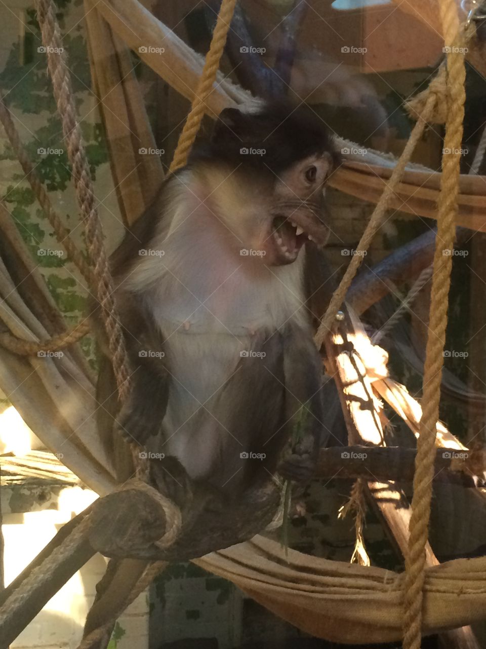 Laughing monkey, London Zoo