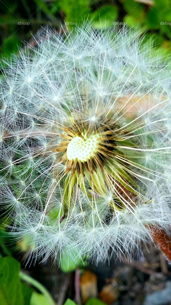 Beautiful dandelion flower.