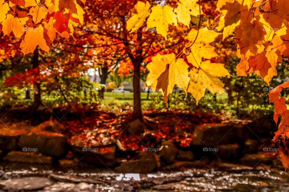 Magical view on a maple tree in fall