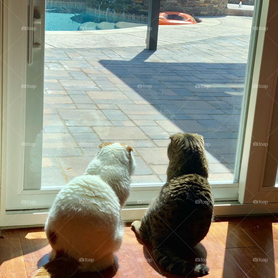 Our cats, Princess Peach and Tiger looking outside into our backyard. 