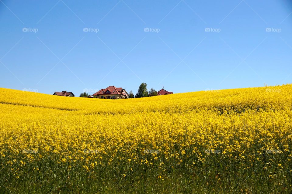 Field of yellow rapeseed with bright blue sky