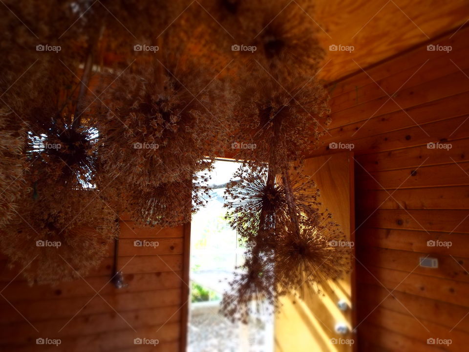 Knotty pine interior of potting shed with dried hydrangeas flowers hanging from ceiling and door leading outside