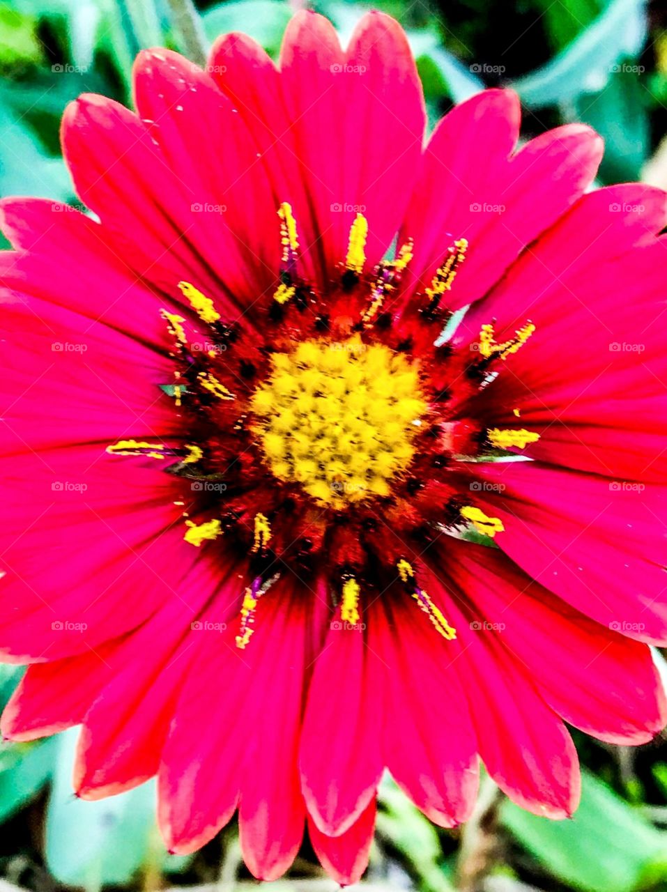 Flower Blow Up, Reddish, Pink and Beautiful
