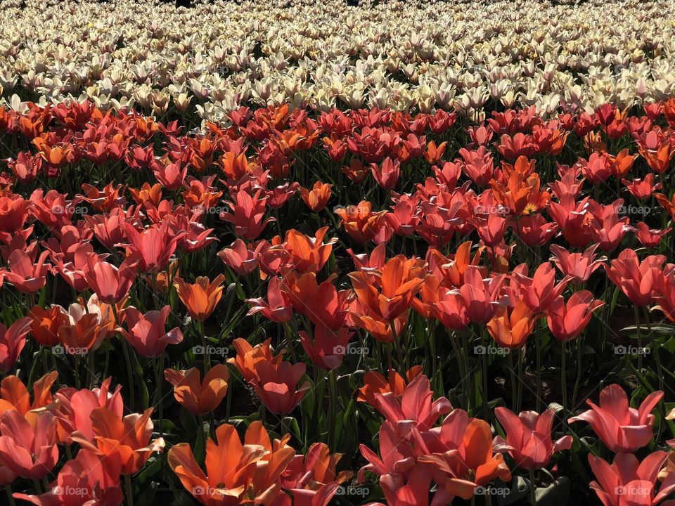 Colorful tulip field