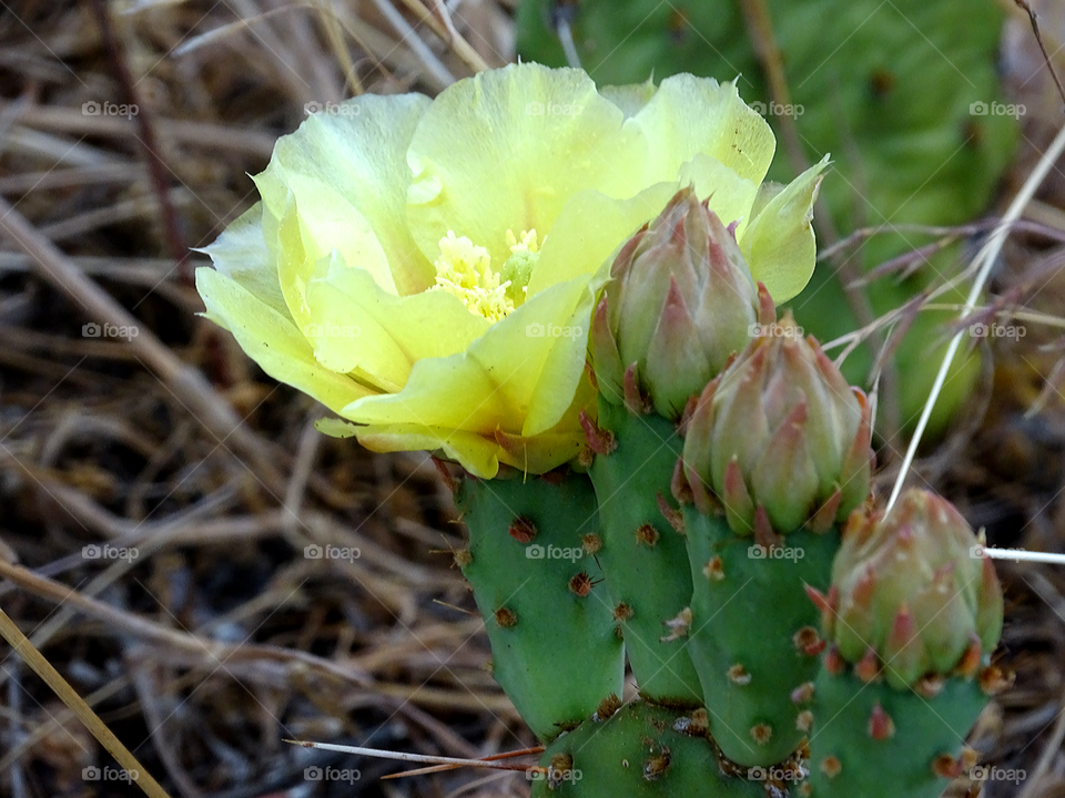 Cactus in Bloom