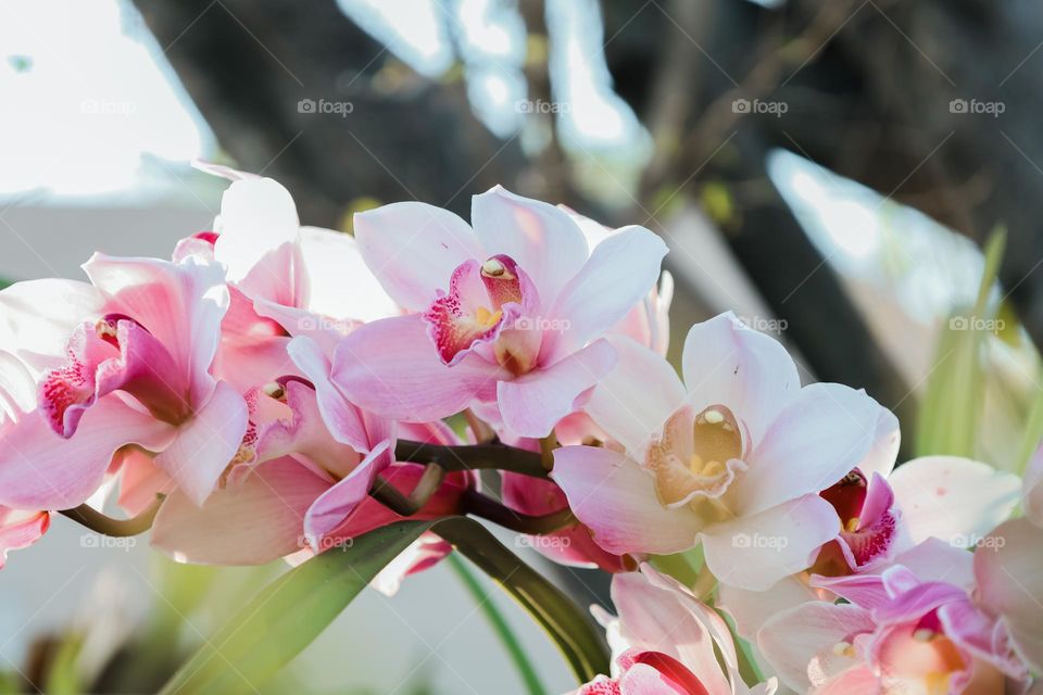 Orchid flower 