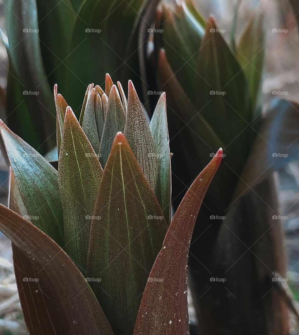 The first spring plant after winter hibernation