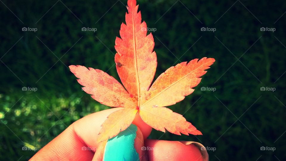 colors  of autumn. A beautiful maple leaf with the colors of autumn