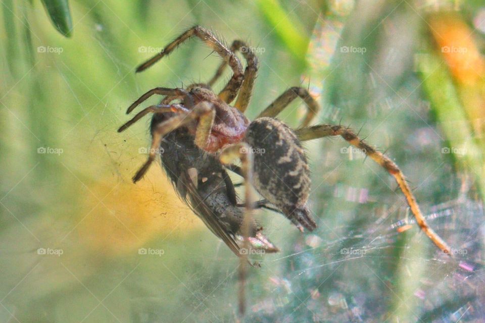 Spider With Prey. Spider with prey on her web