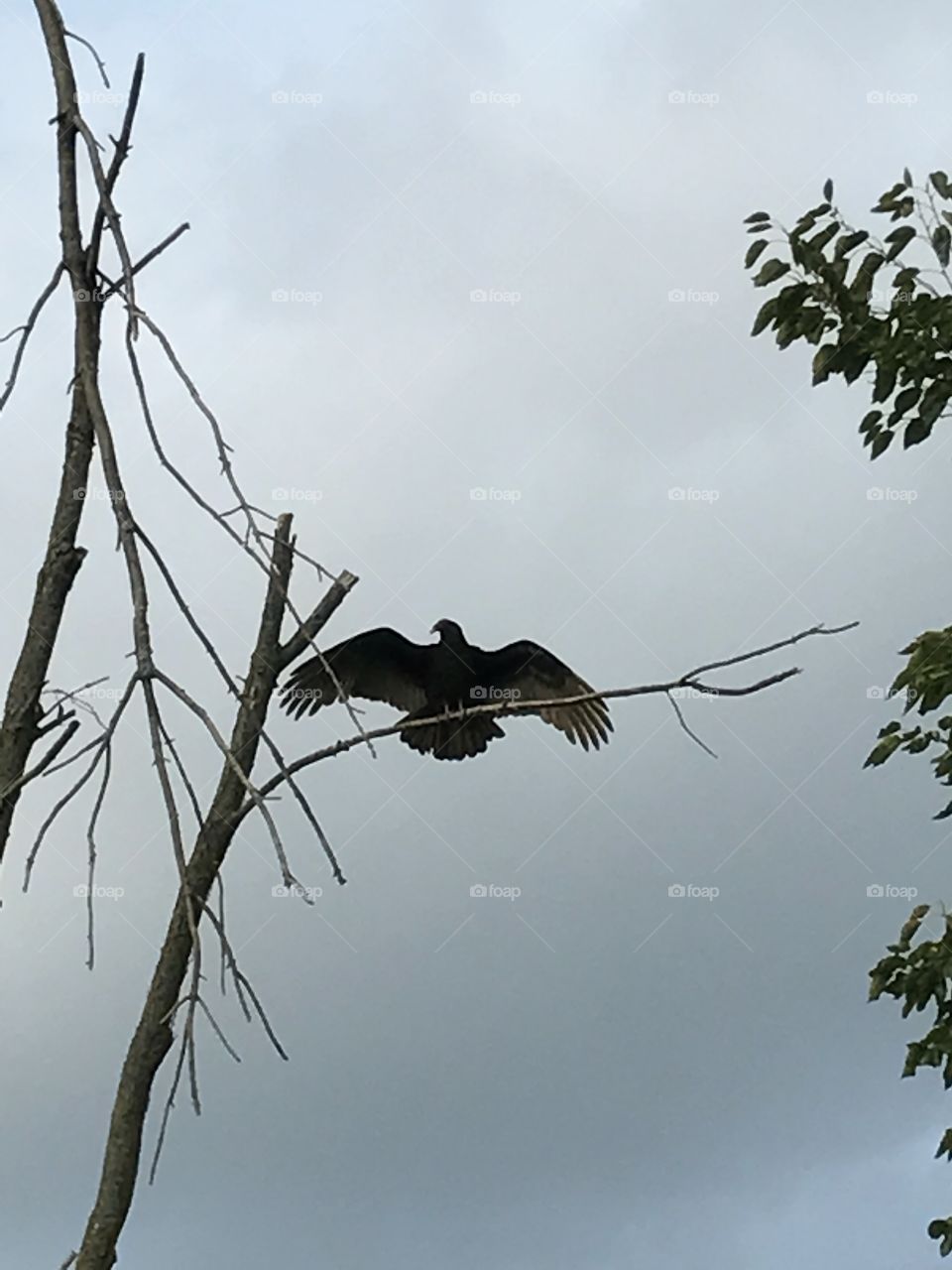 Vulture looking for prey
