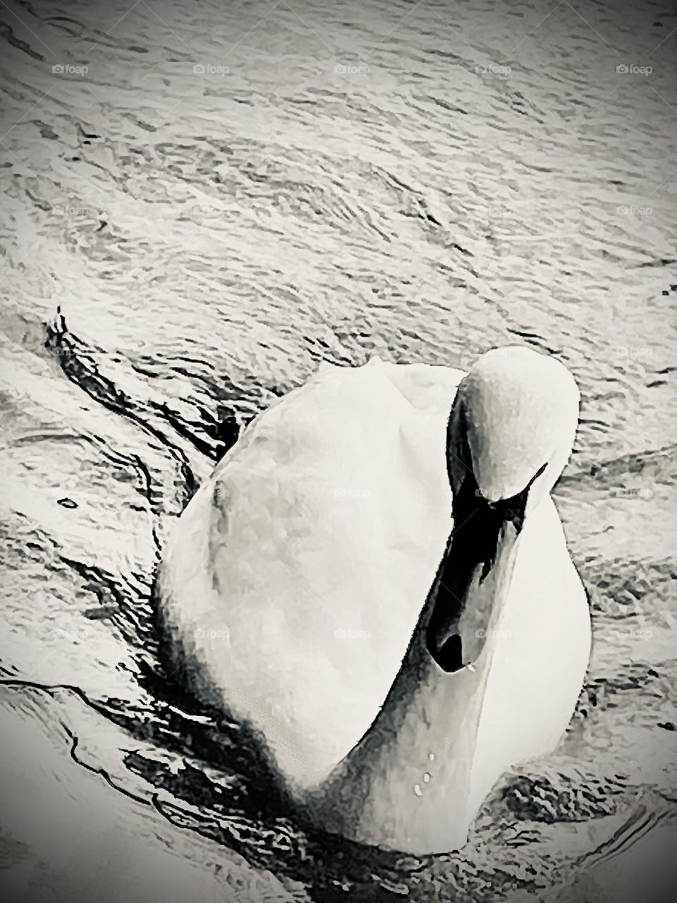 Kontrastreiches schwarz-weiß Foto eines Schwans, welcher in den unteren Bildrand schwimmt. Seine Bewegungen sind im Wasser zu erahnen.
