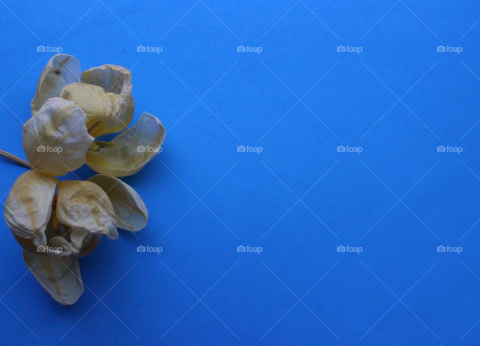 Dried flowers on a blue background 