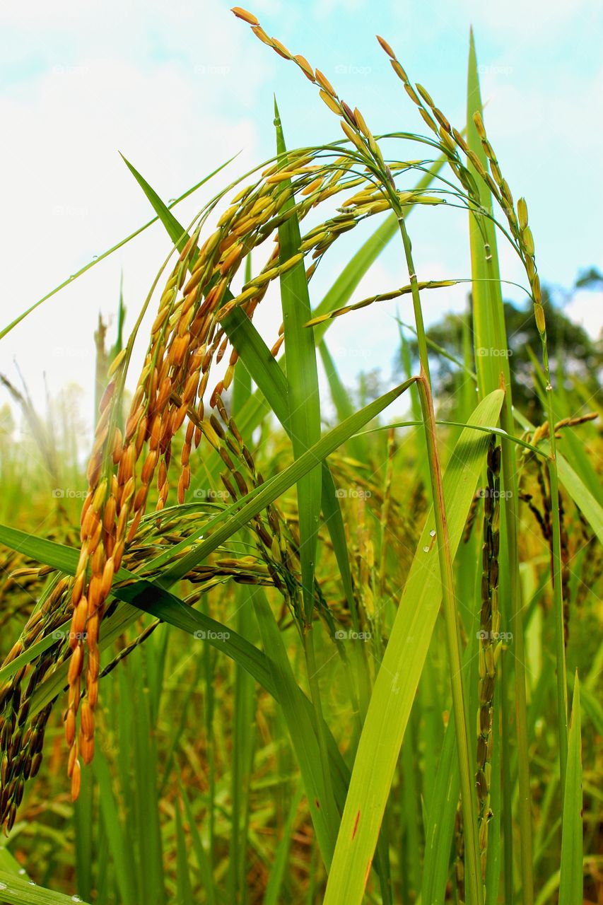 Rice resistance