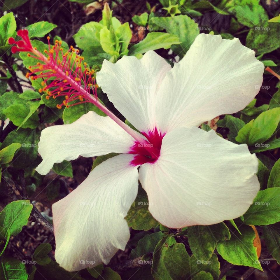pretty pink flower hibiscus by itsAus