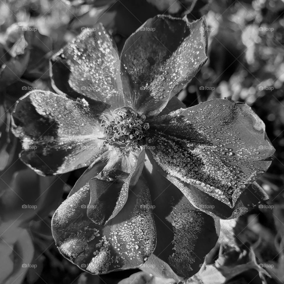 Stunning roses with fresh frost on the petals on a cold fall morning.