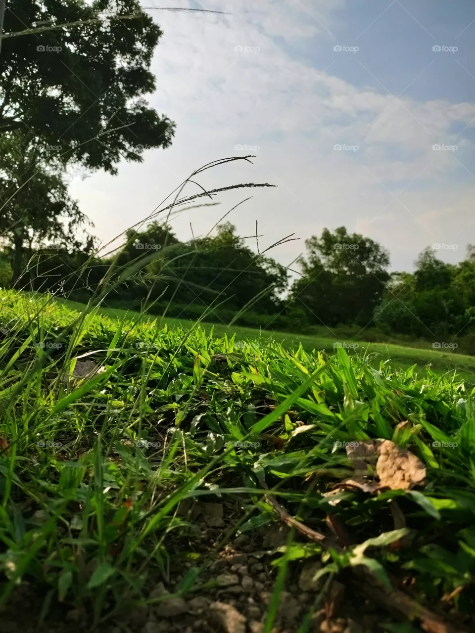 portrait of a plant