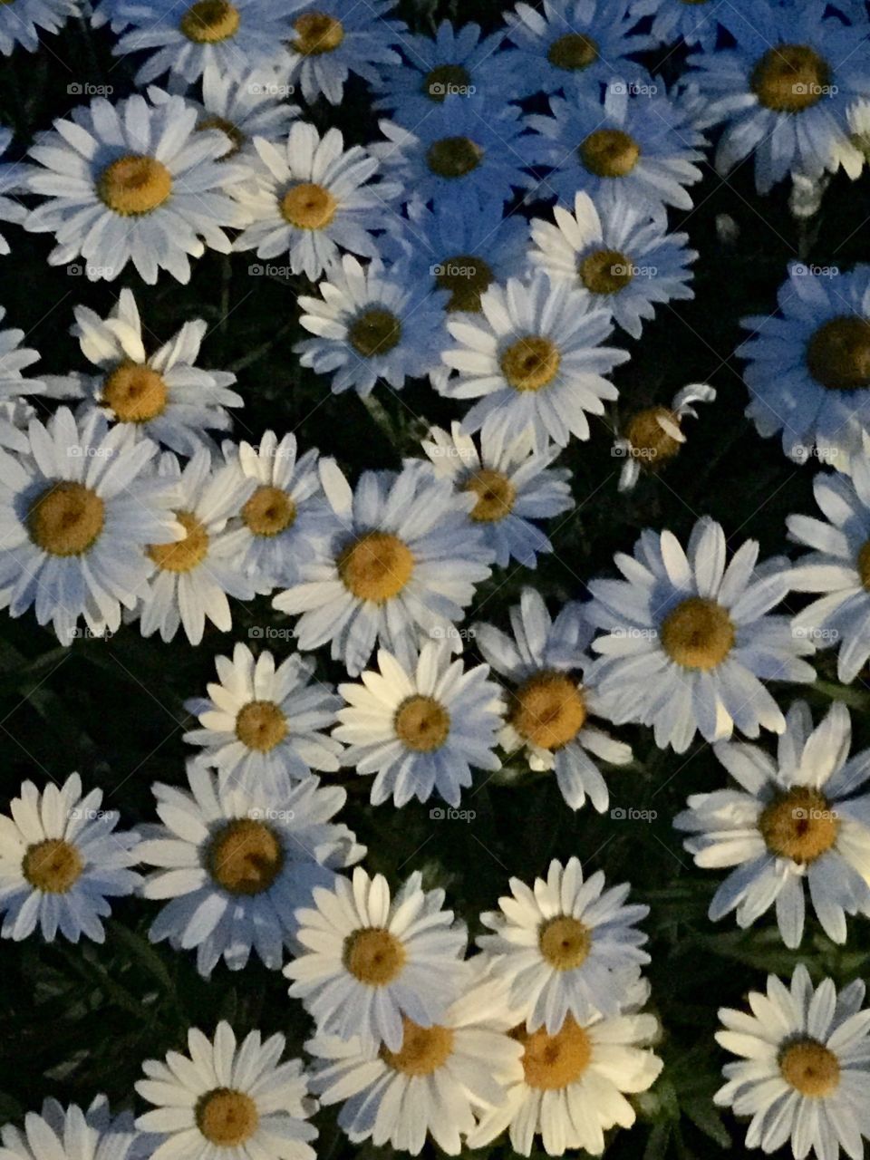 High angle view of daisy flowers