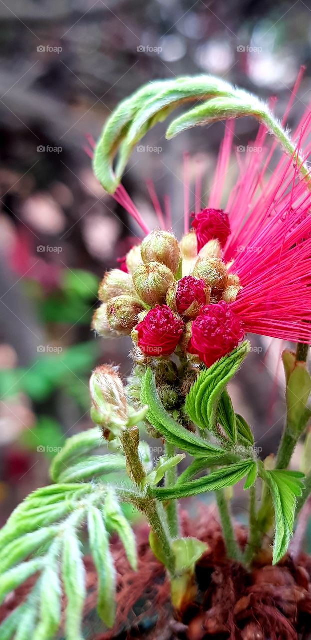 calliandra  - red powder puff flower