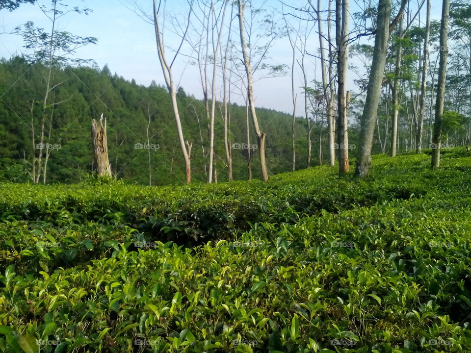 garden tea tropic west java