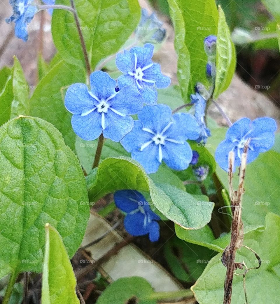 blumen blau blue flower blühen Frühling blatt grün
