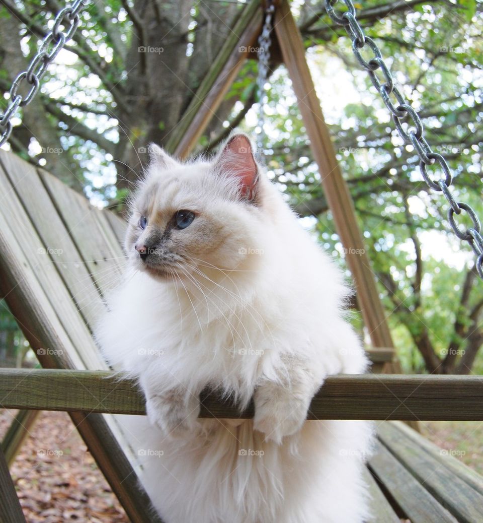 Portrait of ragdoll cat in swing