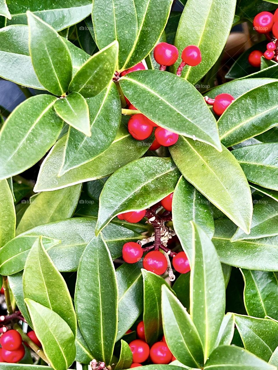 Background of thick green leaves and bright red berries. Natural texture of nature, perfect for background or natural compositions.