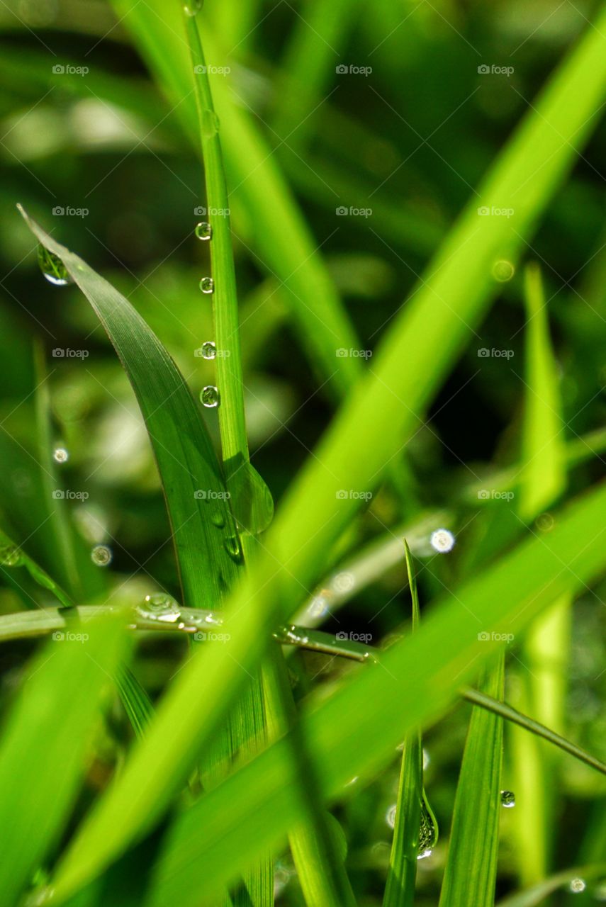 Water droplets on green grass