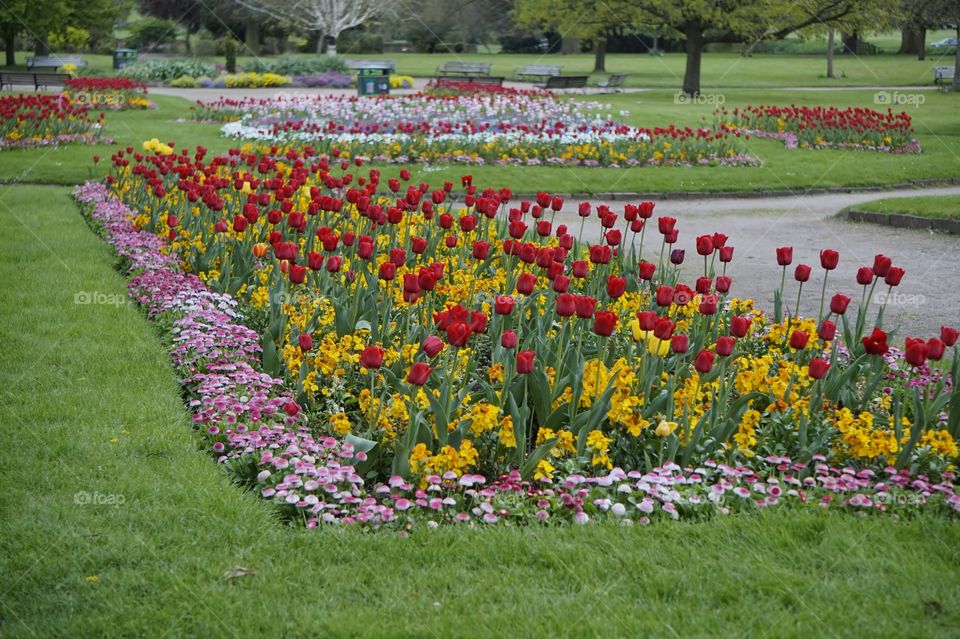 Flowers in a Warwickshire Park