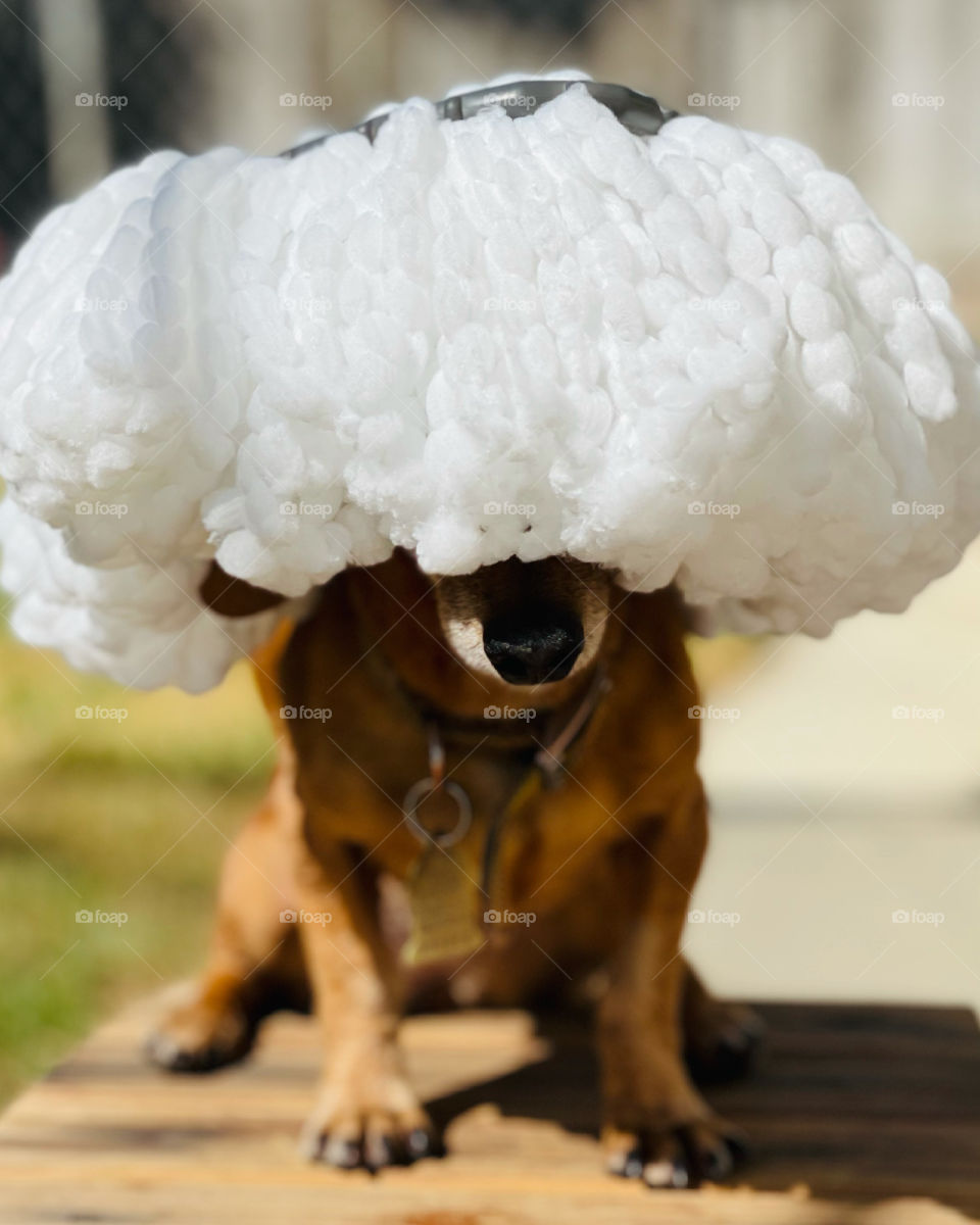 Close up shot of pet dog dachshund with a microfiber mop refill on her head. 