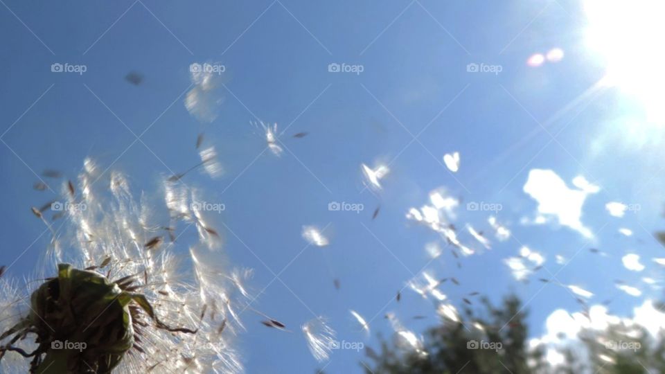 Wishes on the Wind. Flying fluffies!