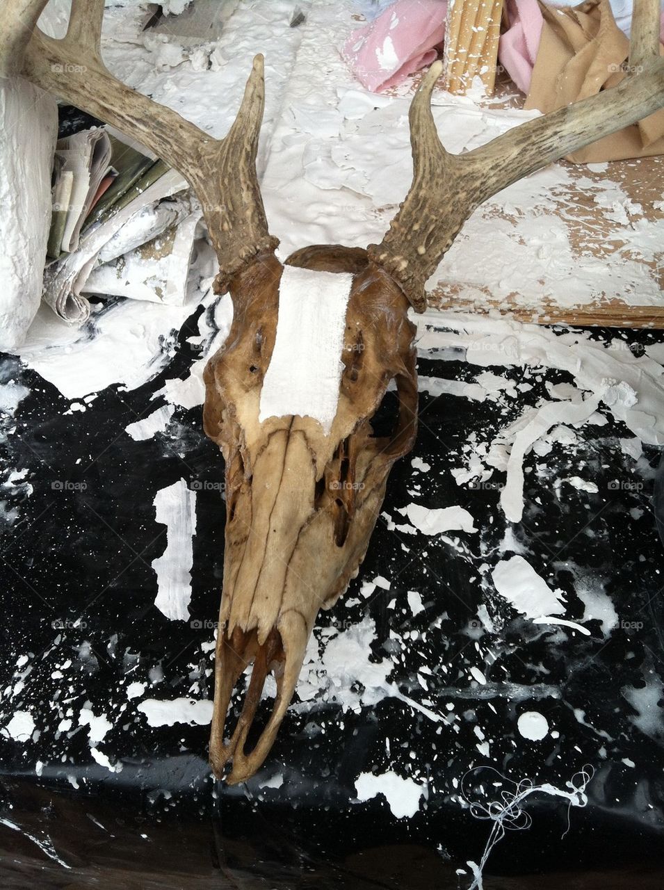 Deer head