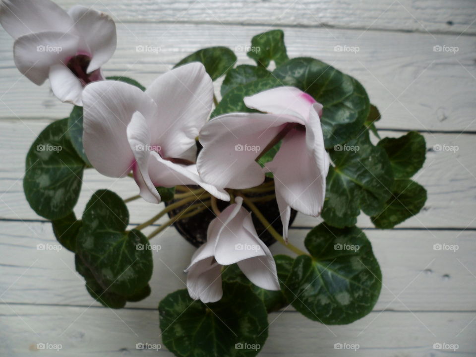 Cyclamen flower room