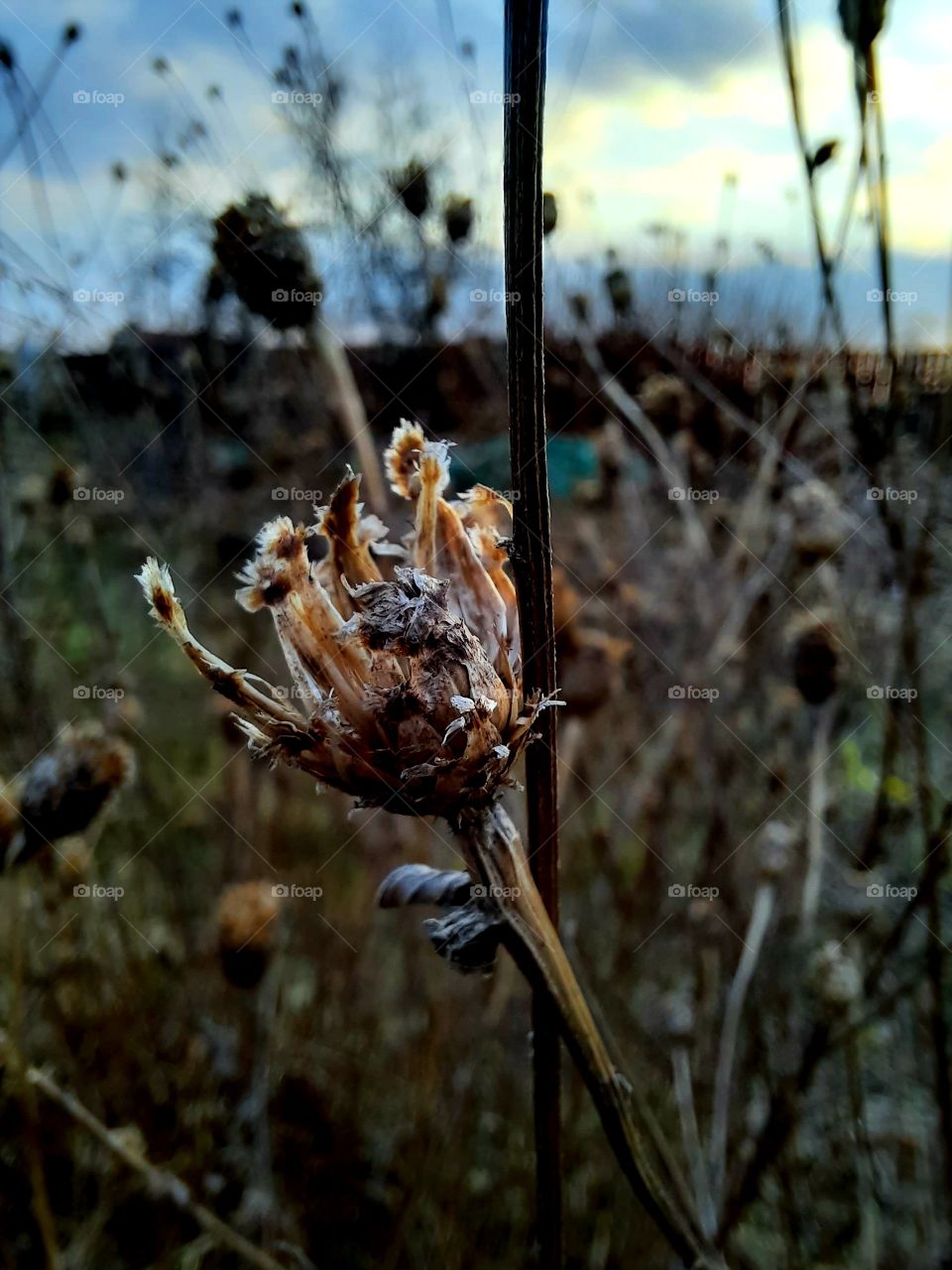 dry flower with seeds of cornflower  at golden hour