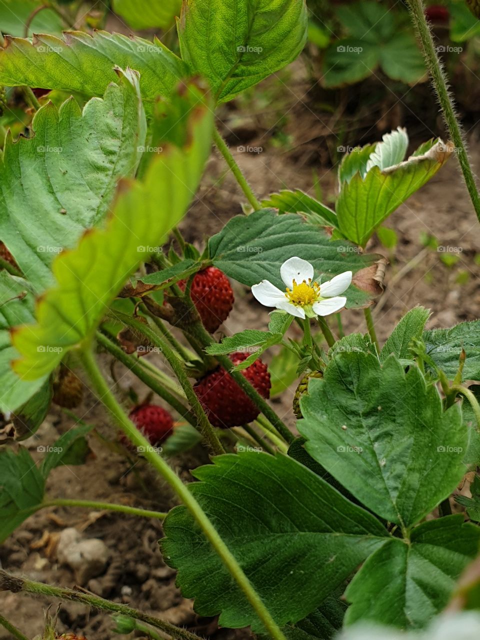wild strawberry berry ripe