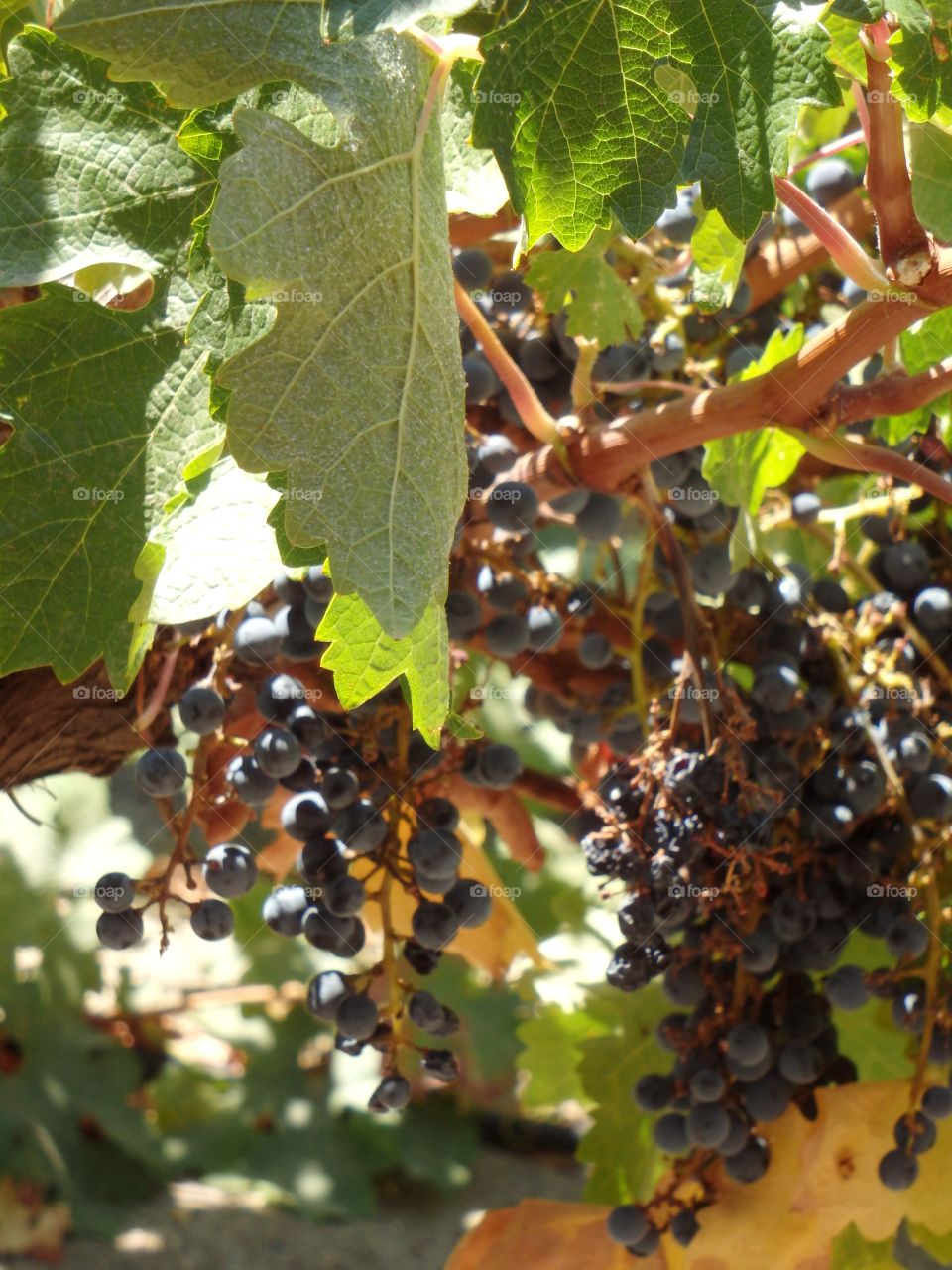 Napa Valley Winery Grapes