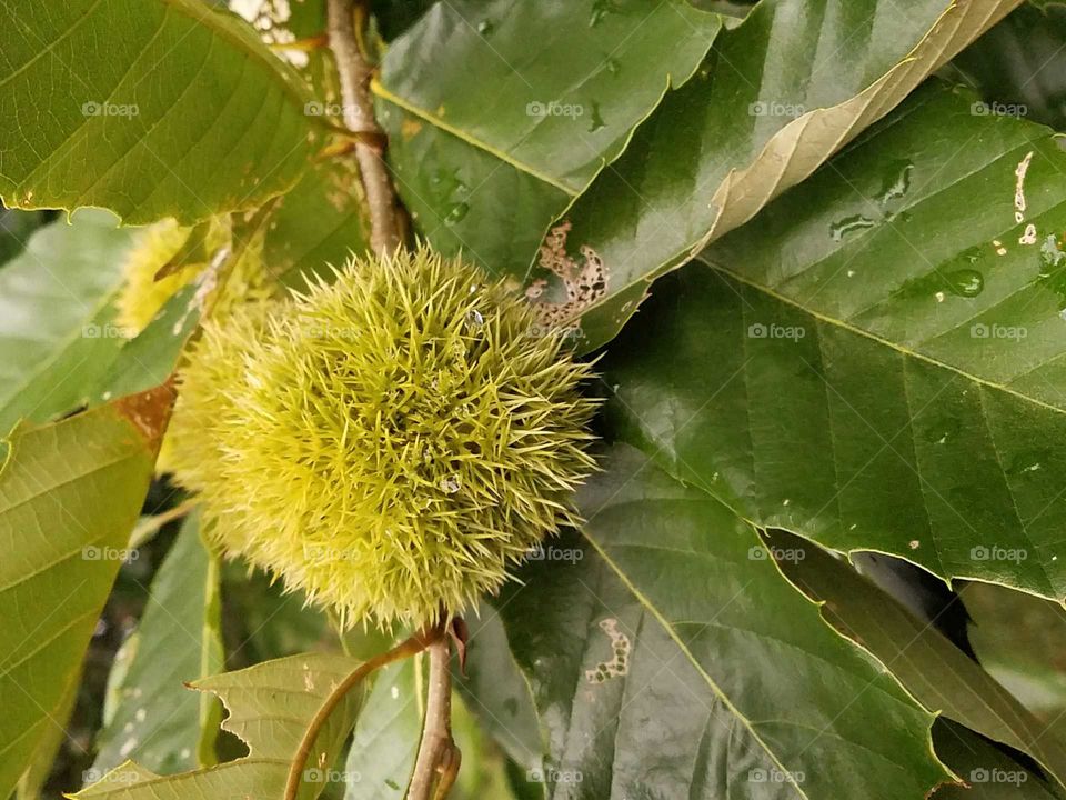 Close-up of American Chestnut Tree Nut