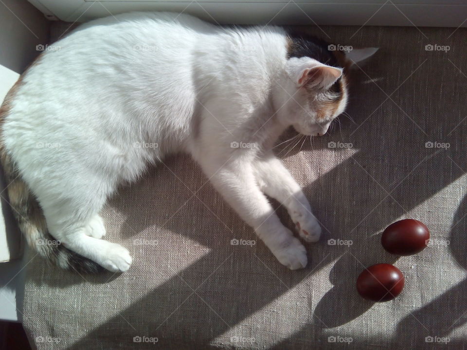 cat resting and red eggs