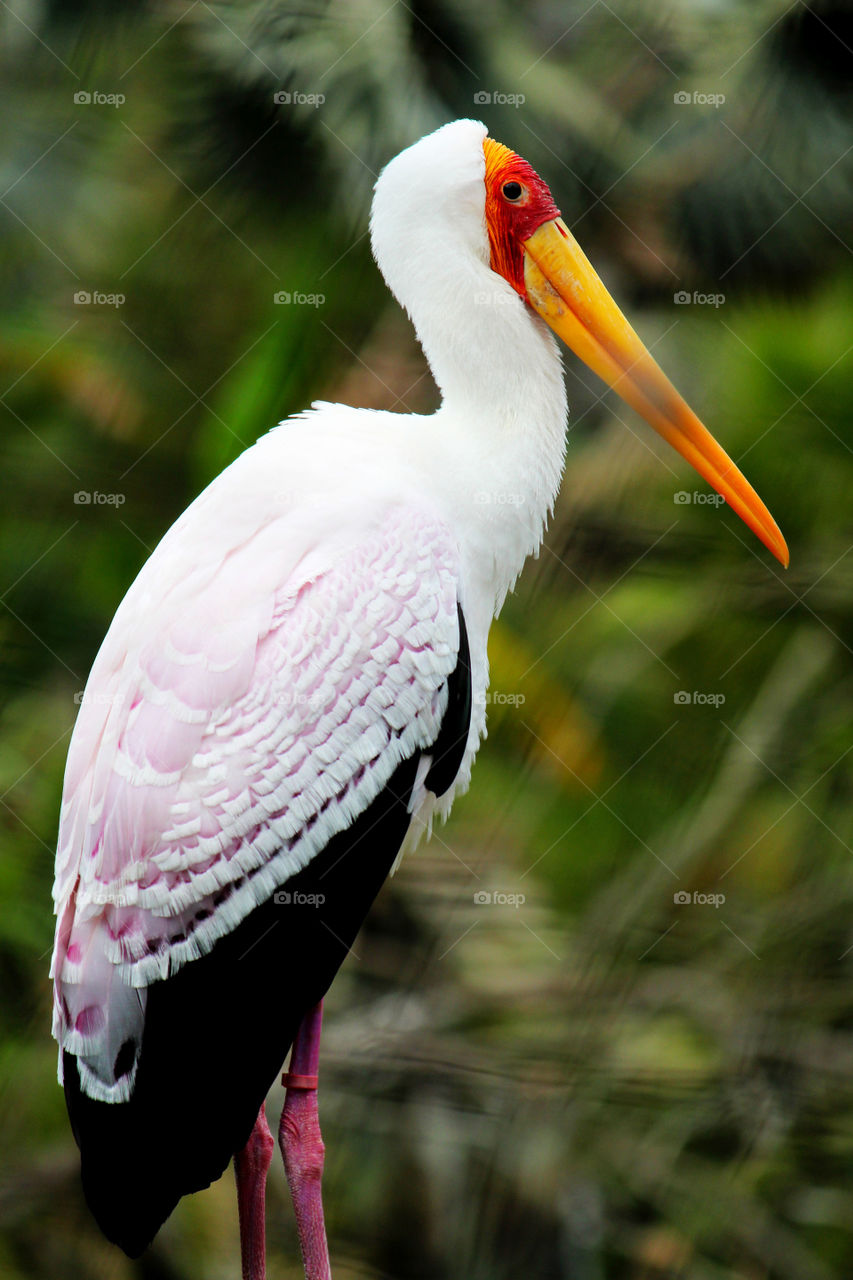 Close-up of pelican bird