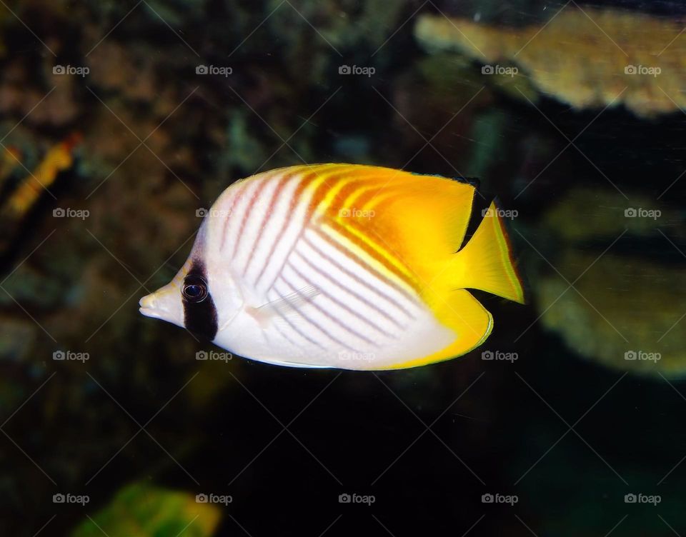 Beautiful and cute fish