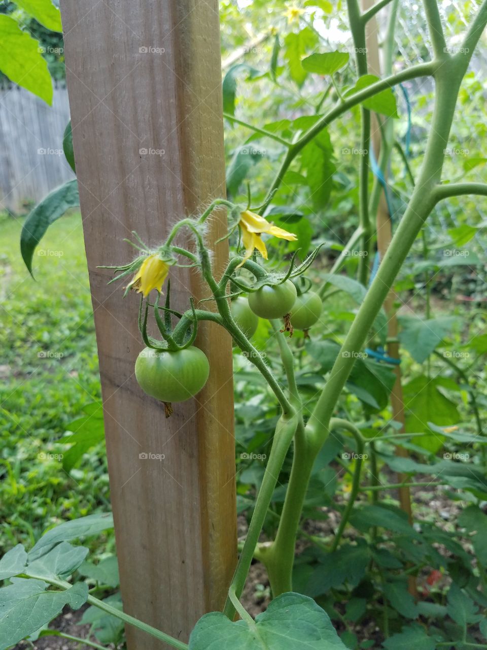 Garden tomatoes