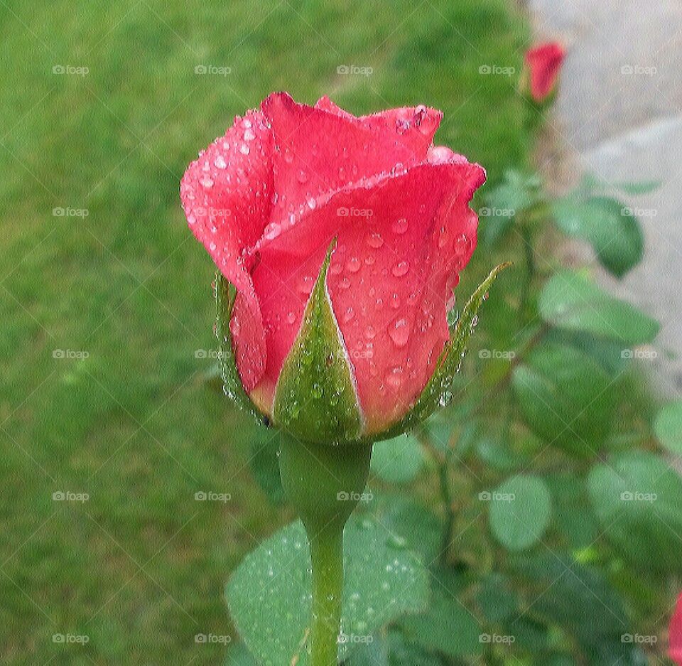 rainy rose