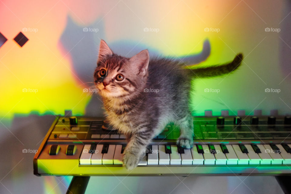 Piano Kitten 