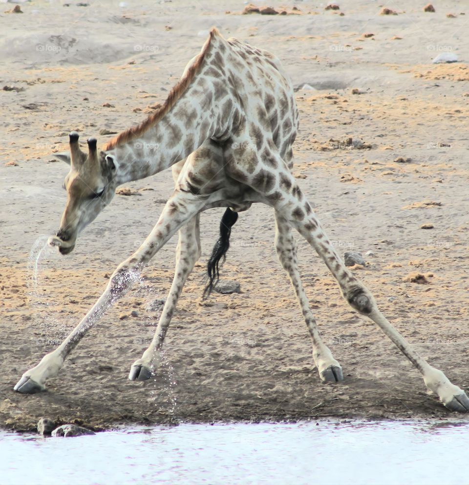 giraffe