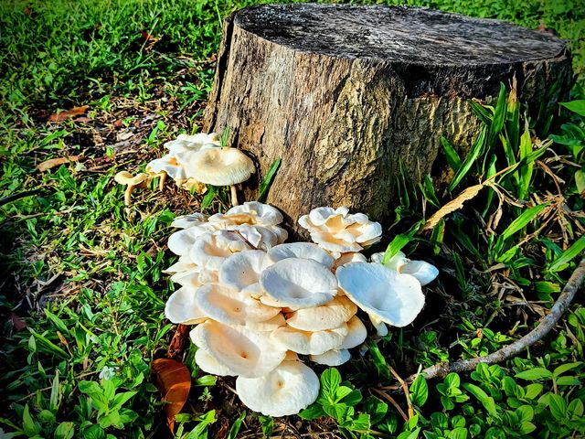 Mystical Mushrooms:A Fungi Adventure